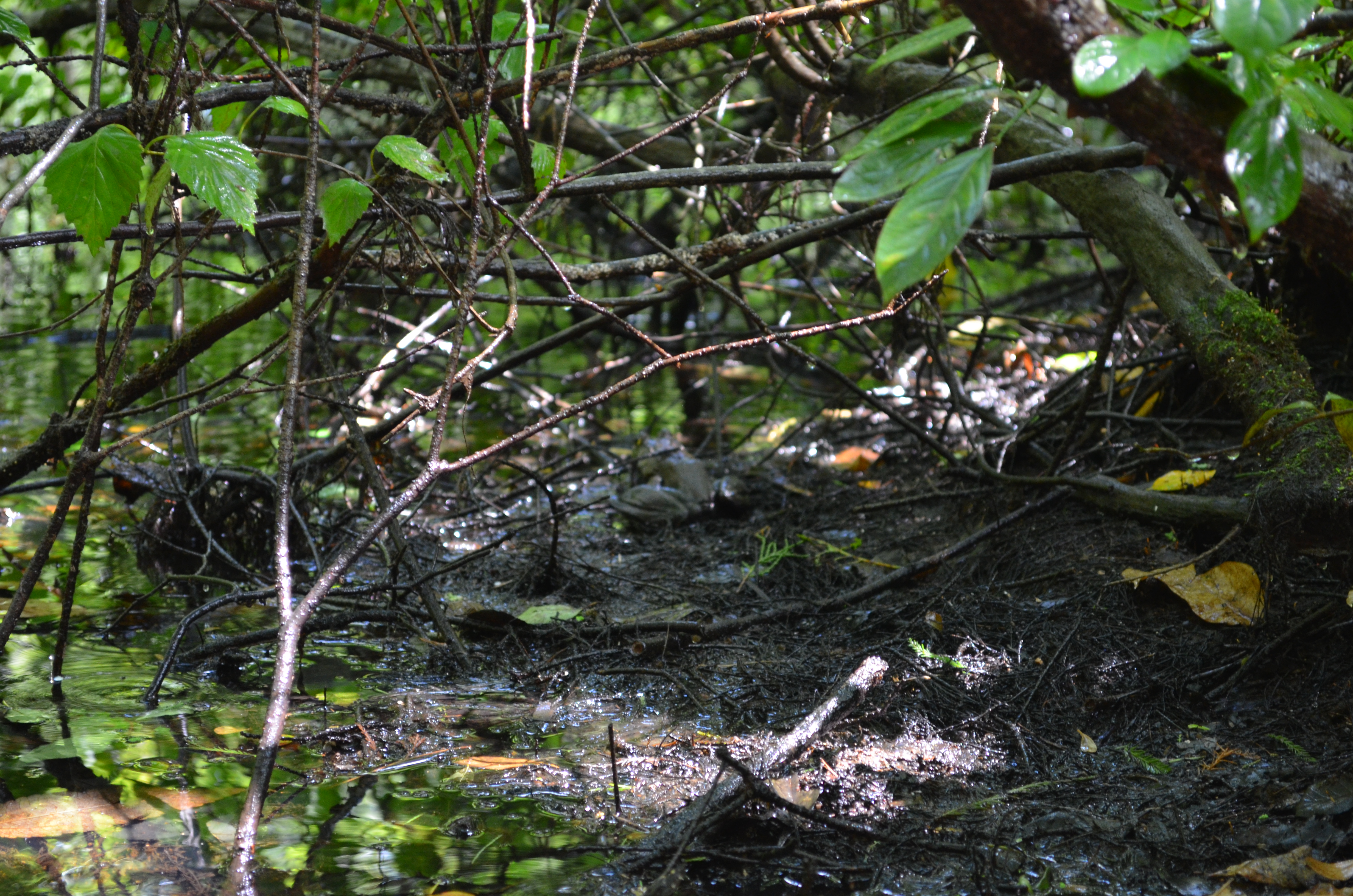 ./2017/13 - Roberson Millpond Preserve/DSC_0597.JPG